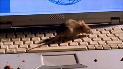 鼠辈入侵 顶尖计算机专家电脑遭黑，真凶竟非人类